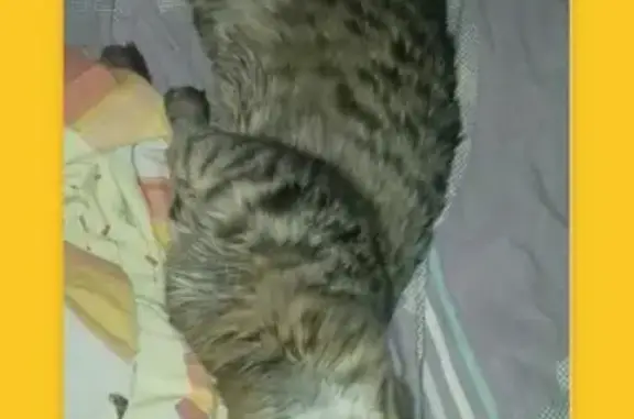 Пропала кошка Шарамыга в Асбесте