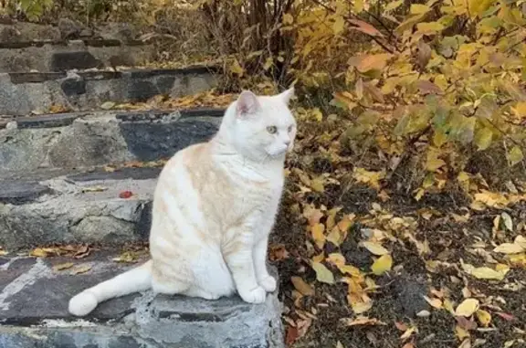 Пропала кошка в Еткули на 13-м переулке, 16