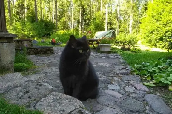 Пропала крупная чёрная кошка Ася в Мичуринском