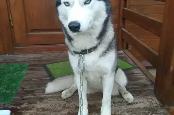 Найдена собака, Головково, фото: Найдена собака Хаски в районе Головково, Лаптево (46К-0070)