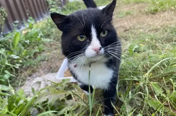 Найдена кошка с ошейником в Щаповском поселении, Москва