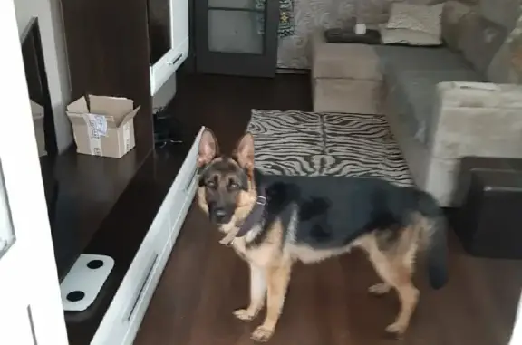 Найдена собака, Самара, фото: Найдена немецкая овчарка возле ТЦ Поток, Ново-Садовая ул., 181Р