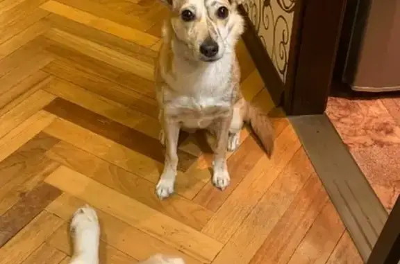 Собаки потеряшки, Санкт-Петербург, фото: Потеряшка собака в Красносельском районе СПб - Нукси без ошейника