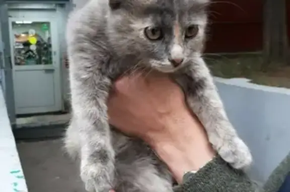 Найдена домашняя кошка на Кавказском бульваре, 29 к4.