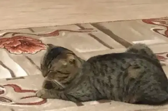 Пропала кошка на улице Гагарина, Раевский