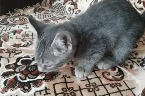 Серый кот с ошейником на ул. Красина, 22