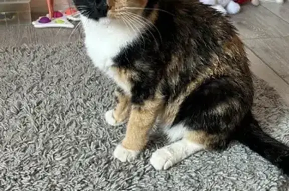 Потерянные животные Новосибирск, фото: Пропала кошка с зелёным ошейником в Новосибирске