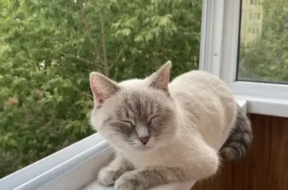 Кошки потеряшки, Тольятти, фото: Потеряшка кошка 