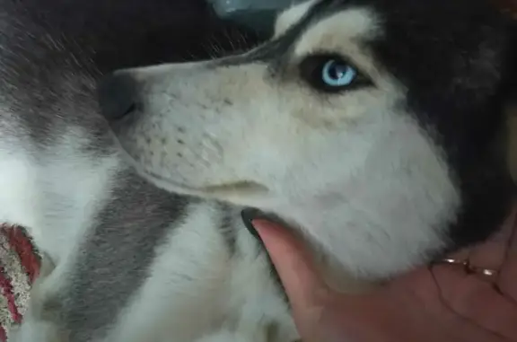 Найдена собака Хаски в Нальчике, ищем передержку или хозяина