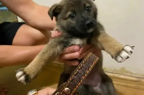 Найден щенок на Маяковского, 29 в Екатеринбурге