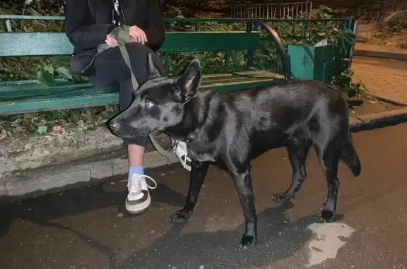 Найдена молодая метис-собака на Олимпийском проспекте, Мытищи