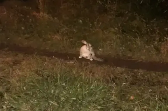 Бродящий травмированный кот на улице Матросова, Мытищи