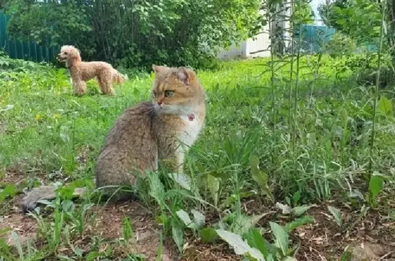 Кошки потеряшки, Москва, фото: Потеряшка кошка 