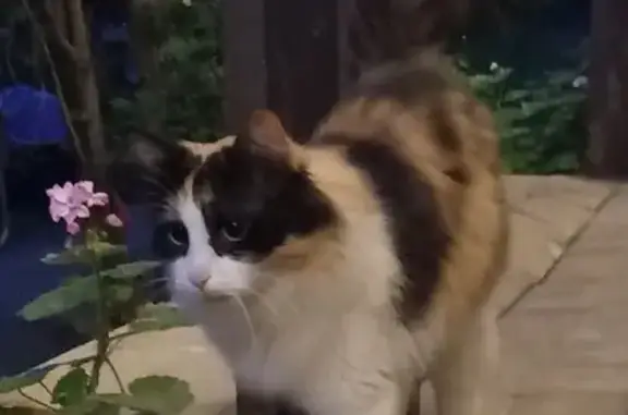 Ласковая трехцветная кошка с ошейником в Троицке