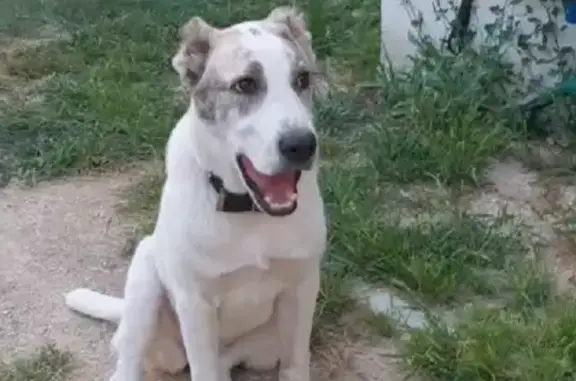 Пропала собака возрастом 7 мес. в Бахчисарае, 8.09 в 7-м микрорайоне