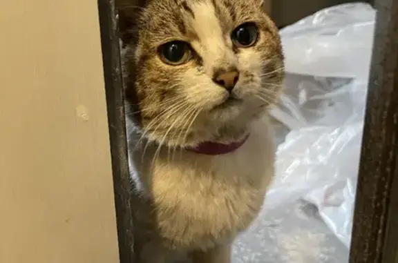 Найдена ласковая кошка на Коломенской набережной