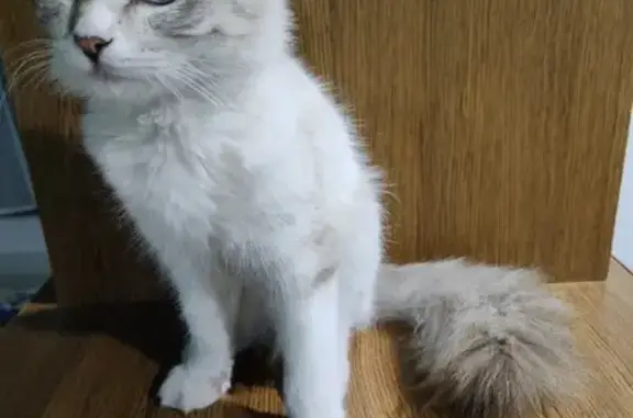 Найден породистый котик на улице в Ставропольском крае