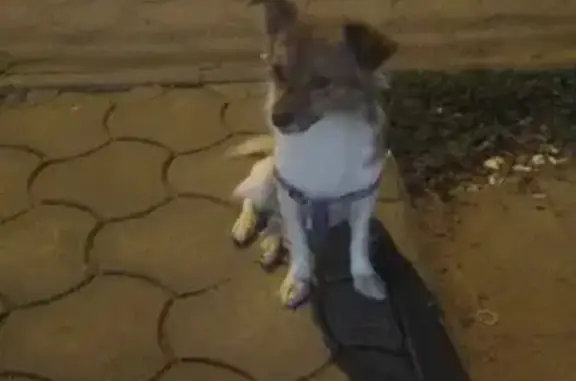 Найдена собака на улице Маршала Еременко, 112, Волгоград