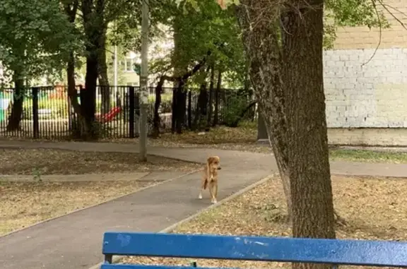 Собака ищет хозяев на Дубнинской, 45 к1 с2, Москва
