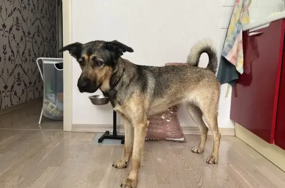 Объявления о пропавших и найденных животных, Москва, фото: Собака найдена на Лукинской улице, Москва.