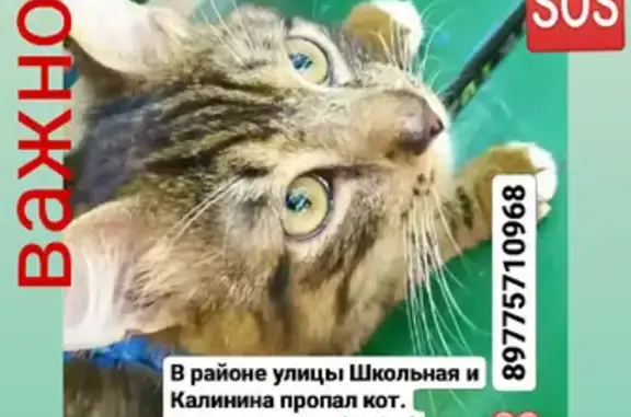 Пропала кошка на ул. Калинина, 19 в Наро-Фоминске