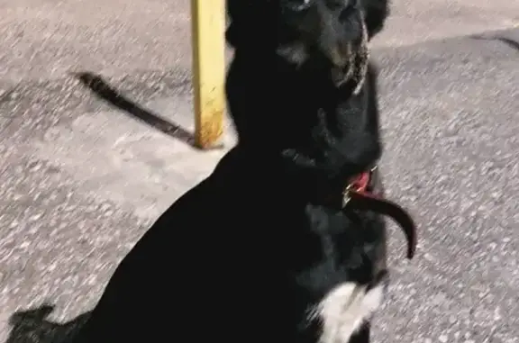 Потерянная собака на ул. Бирюкова, 26 в Томске