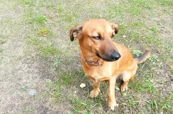 Собака найдена на Красноярском тракте, Омск