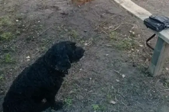 Пропала собака Филя в Московской области