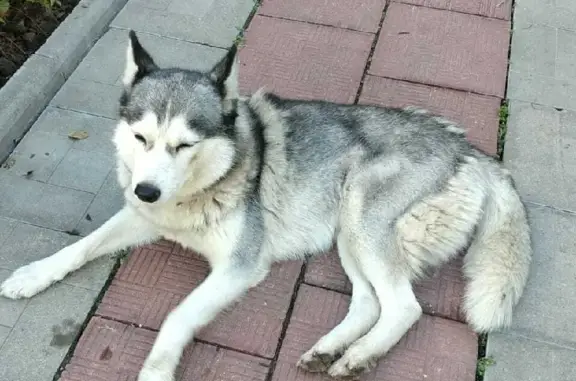 Собака Сучка, хаски 46Н-01528, найдена в Растуново.