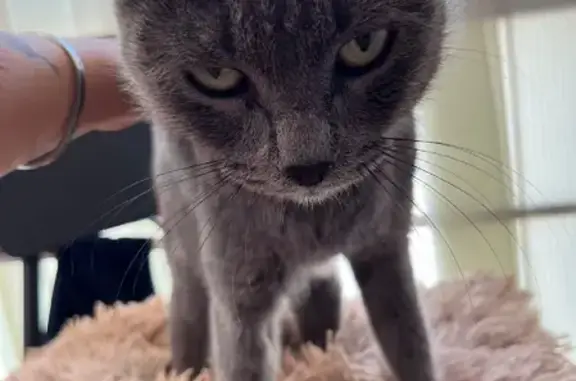 Найдена беременная кошка у дома на Высоцкого, 45
