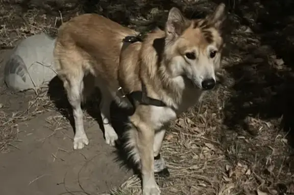 Найдена собака на Братиславской 6