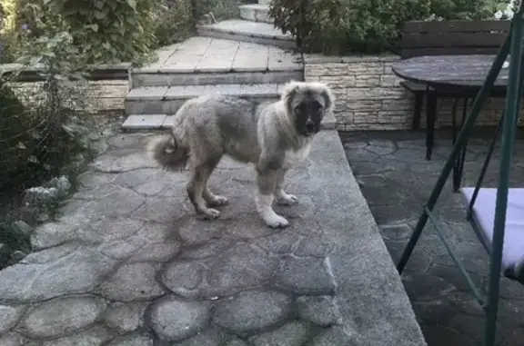 Собаки потеряшки, Ульяновск, фото: Потеряшка кавказская овчарка на набережной реки Свияги, Ульяновск