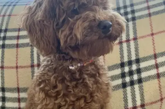 Собаки потеряшки, Санкт-Петербург, фото: Потеряшка собака Мальтипу на ул. Савушкина 21 в СПб