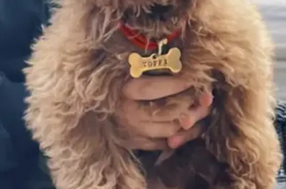 Собаки потеряшки, Санкт-Петербург, фото: Потеряшка собака Тофи на Сестрорецкой, 8.