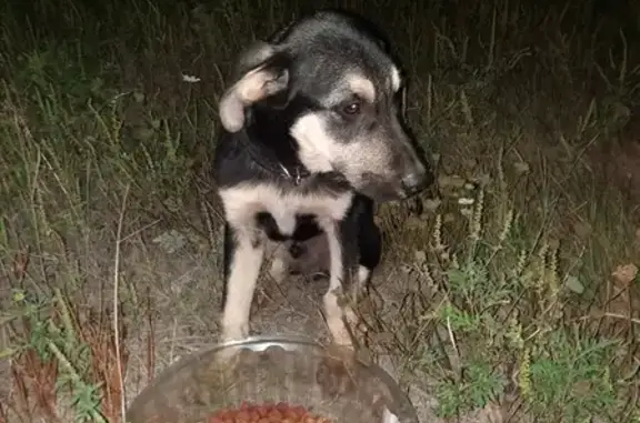 Найдена собака на Юбилейной улице, Кисловодск.