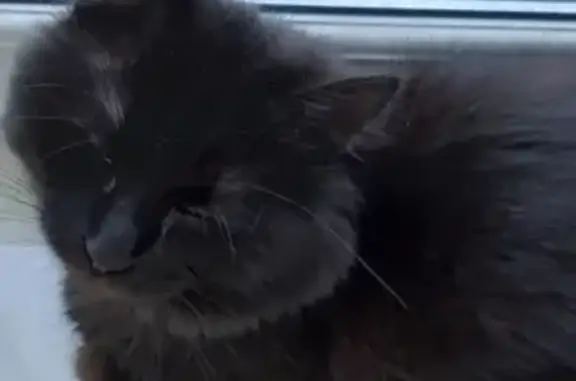 Пропала кошка Кутя в Подрезово на Шоссейной улице