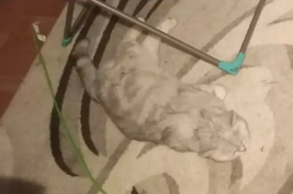 Кошки потеряшки, Набережные Челны, фото: Потеряшка домашняя кошка в Набережных Челнах