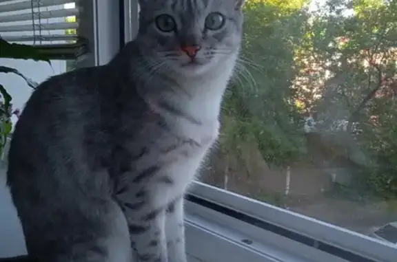 Объявления о пропавших и найденных животных, Киров, фото: Пропала кошка Яша, адрес: ул. Гайдара, 4, Киров