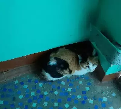 Найдена трехцветная кошка на улице Воровского, 22А