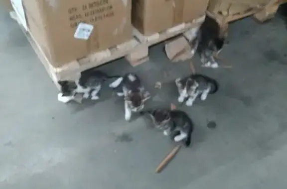 Кошки потеряшки, Москва, фото: Потеряшка кошка на Азовской улице, 21 в Москве