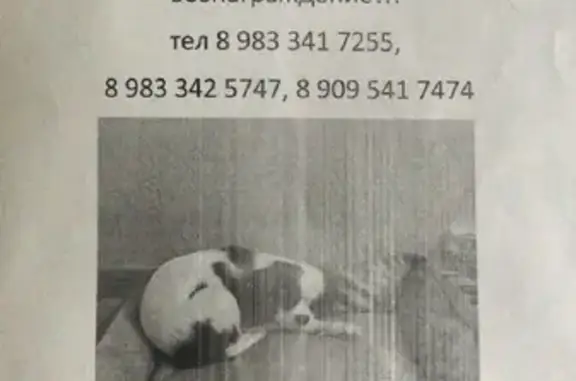 Собаки потеряшки, Томск, фото: Потеряшка щенок спаниеля на пр. Мира, 27, Томск