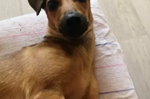 Собаки потеряшки, Ульяновск, фото: Потеряшка собака в районе ДК КИНДЯКОВКА, Ульяновск