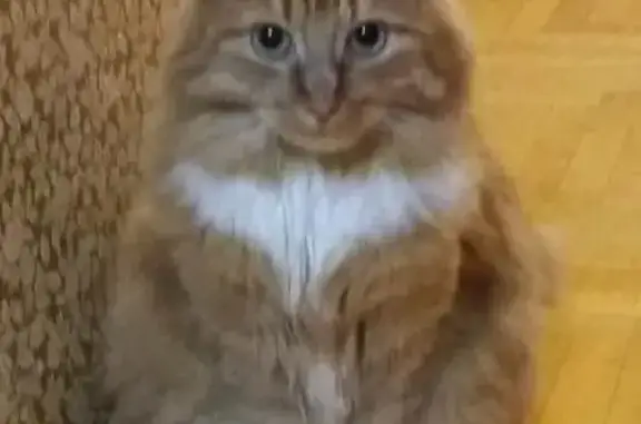 Кошки потеряшки, Ярославль, фото: Потеряшка кошка Любим в Ельне, мкрн. Кутузовский, вознаграждение.