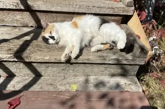 Потерянная трехцветная кошка в Бынино, Владимирская область