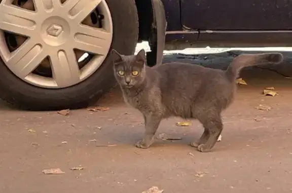Серенькая кошка найдена возле магазина на Красном Текстильщике, 21
