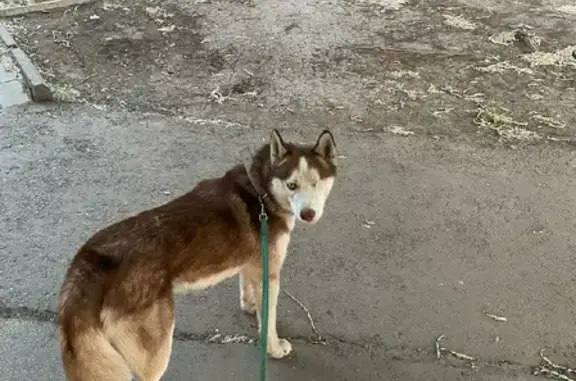 Пропала собака Каспер на улице Добровольского, 6 в Омске