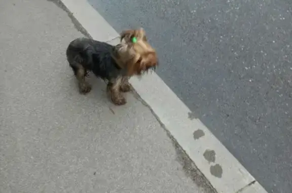 Найденные животные Калининград, фото: Собака Йорк в стрессе на ул. Баженова, Калининград