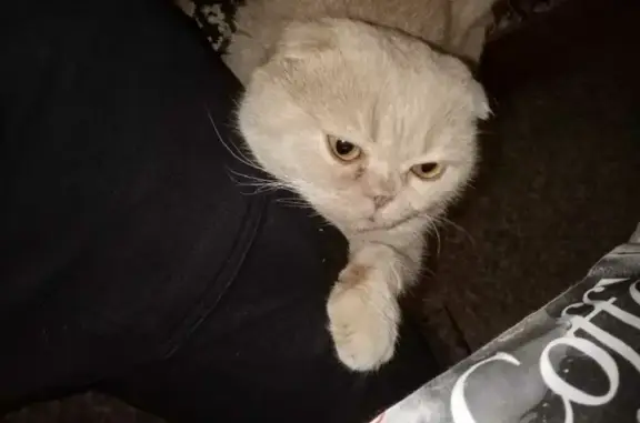 Пропала кошка на улице Союза, 24 (Ржев)