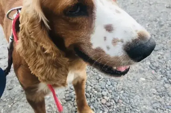 Собака-спаниель найдена на улице Щетинкина, 70, Абакан
