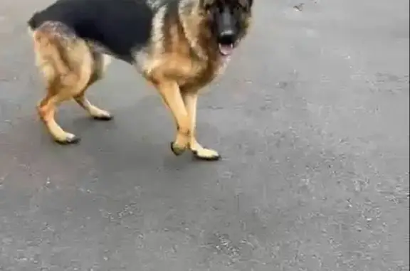 Найдена собака на остановке в Манюхино, Московская область
